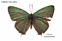 藏品(碧翠灰蝶)的圖片